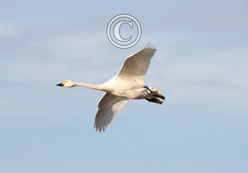 Bewick Swan DM0968